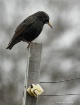 Bird on a Fence P...