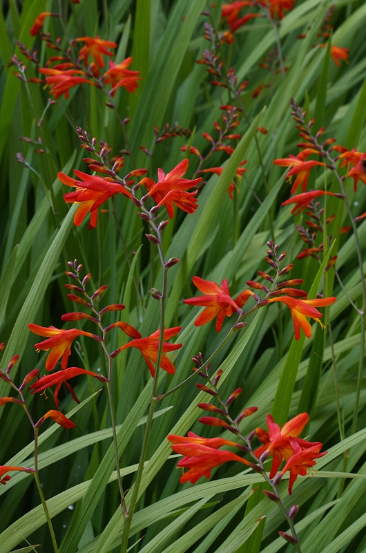 Red pattern