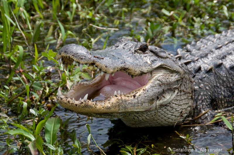 Florida alligator