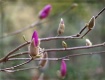 Magnolia Buds
