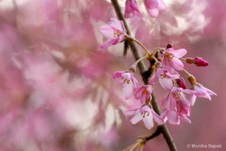 Pink Blossoms II