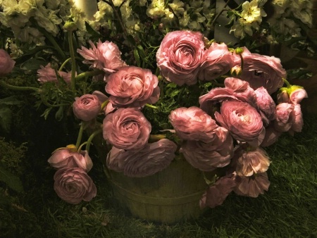 Romantic Ranunculus