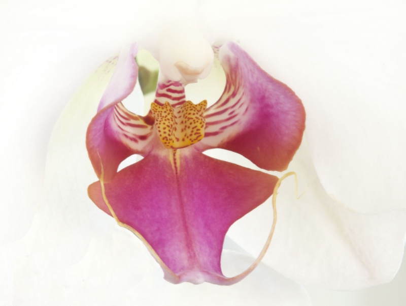 Heart of Orchid