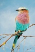 Lilac Breasted Ro...