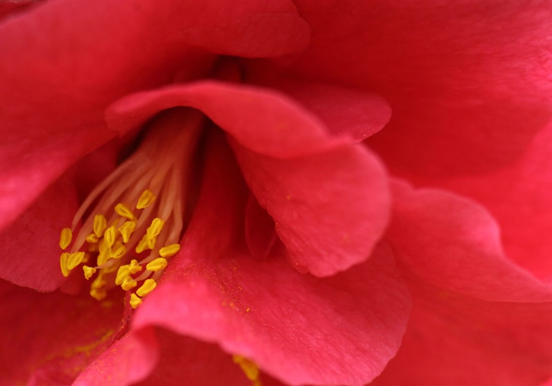 Camellia Closeup