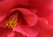 Camellia Closeup
