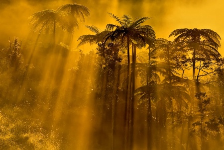 Light in the ferns