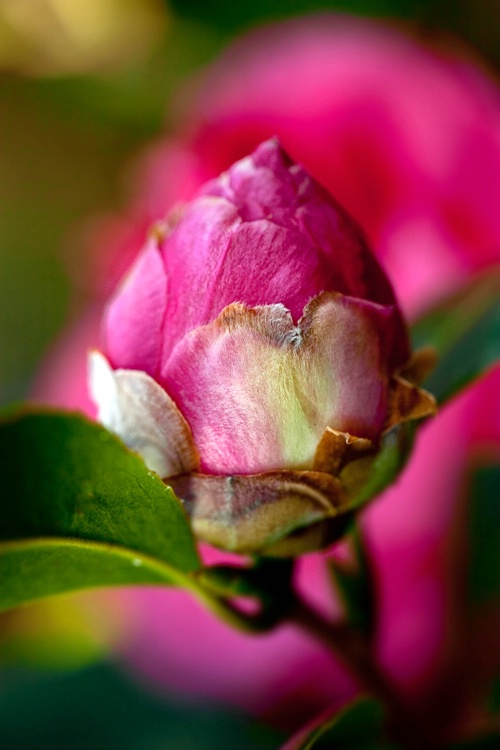 Camellia Bud