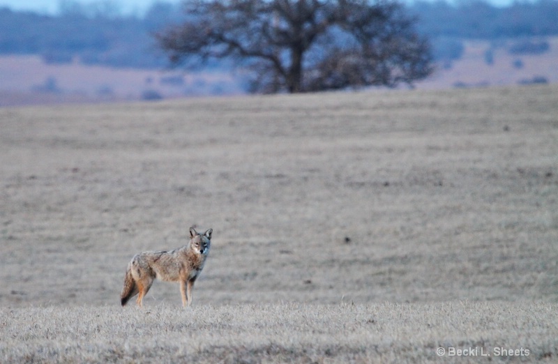 Coyote on the Plains