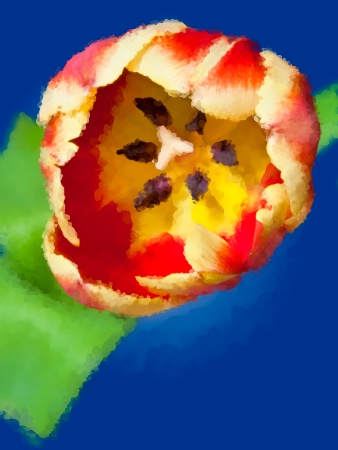 tulip oil