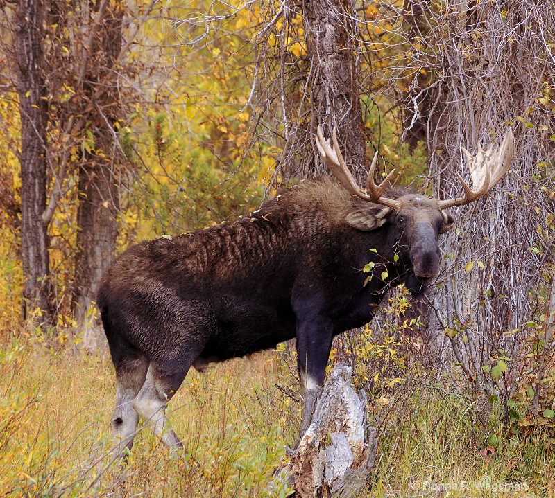 Velvet Shed on Horns and Feeding on the Willows