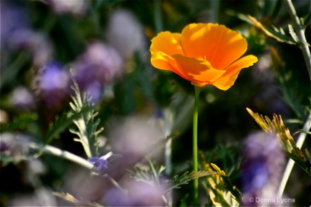 One Poppy in Russian Sage