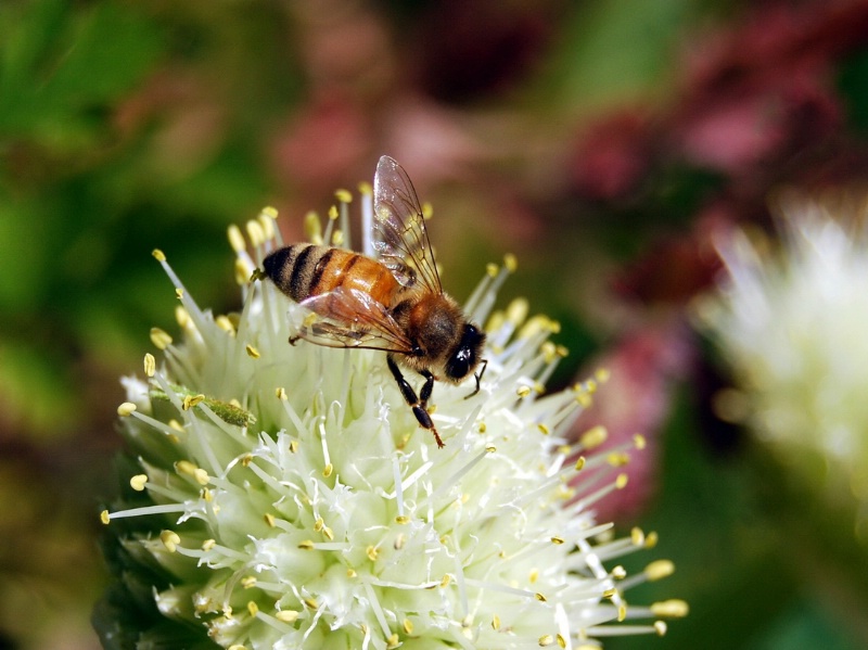 Honey Maker