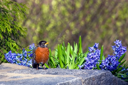 Spring Robin