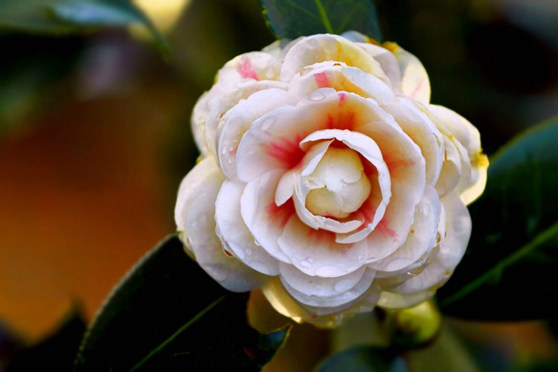 White Camellia