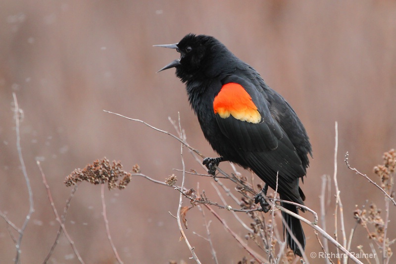 Call of the Redwing Blackbird 