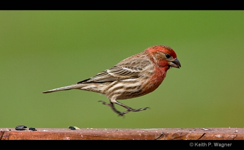 the-finch-hop