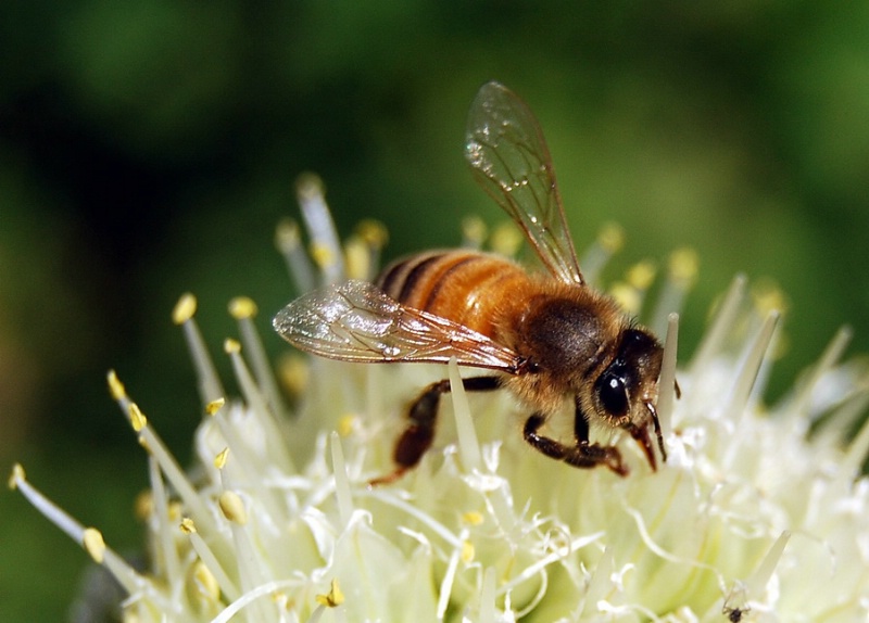 Honey Maker III