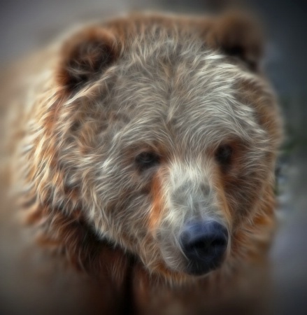 Brown Bear getting old?