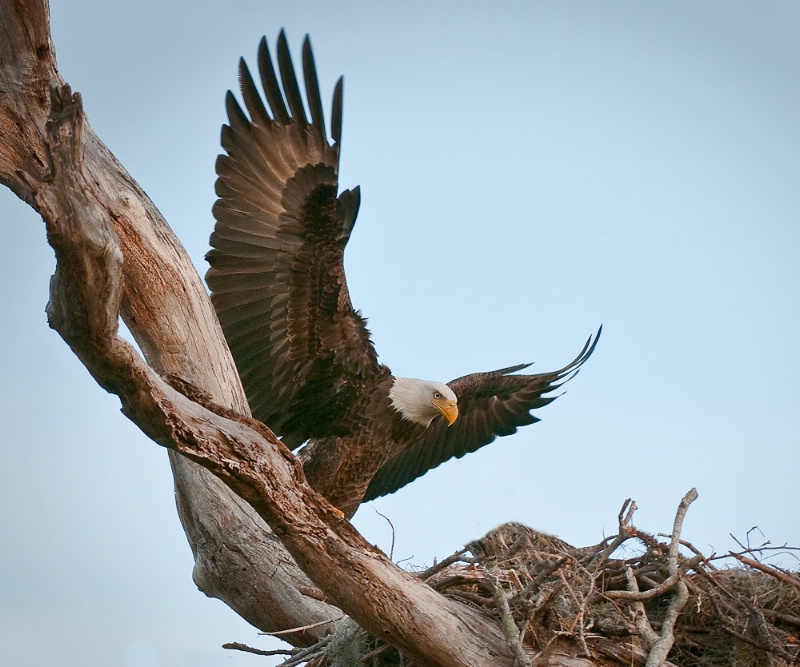 American Eagle At Nest - ID: 9941864 © Bob Miller