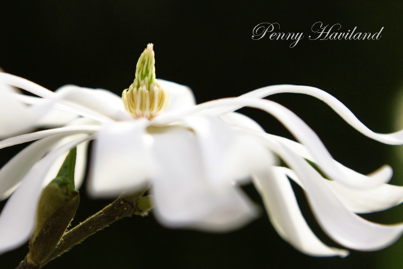 Ballerina Loebner Magnolia