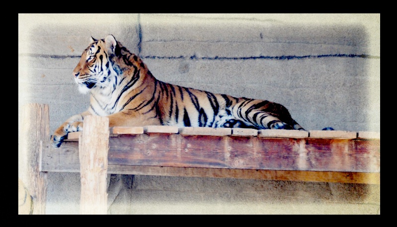 Tiger at the Zoo - ID: 9942579 © Anita K. Noland