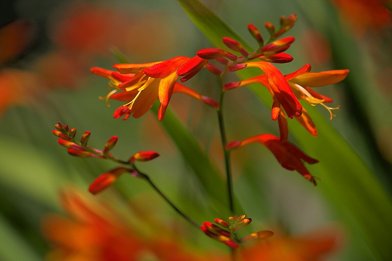 Lively coppertip