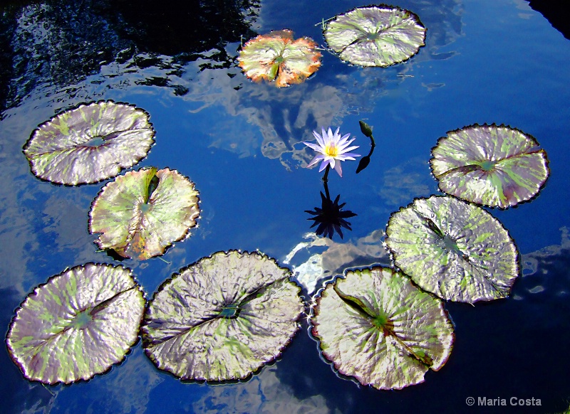 Lily pads at Pepsico Gardens 1