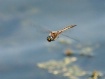 First dragonfly o...