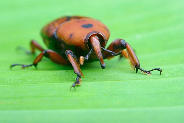 Rhynchophorus ferrugineus