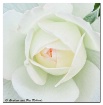 I am the rose of ...