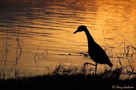 Yellow Crowned Night Heron Silhouette