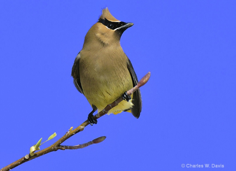 Cedar Waxwing