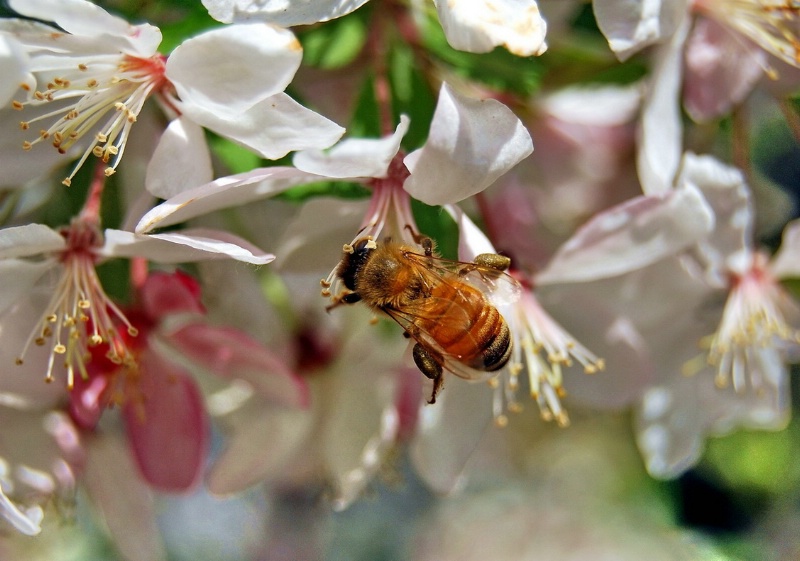 Pollen Legs