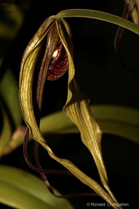 Orchid Bud - ID: 9945860 © Ron Livingston