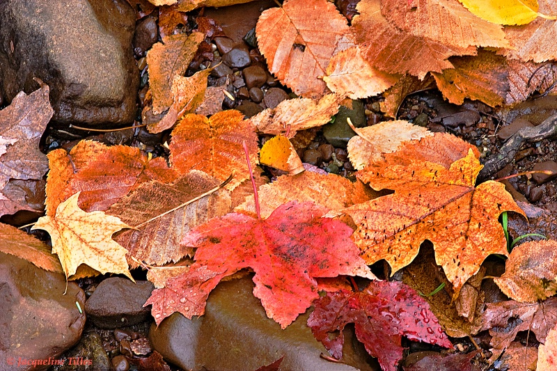 Wet Autumn Ground - ID: 9946509 © Jacqueline A. Tilles