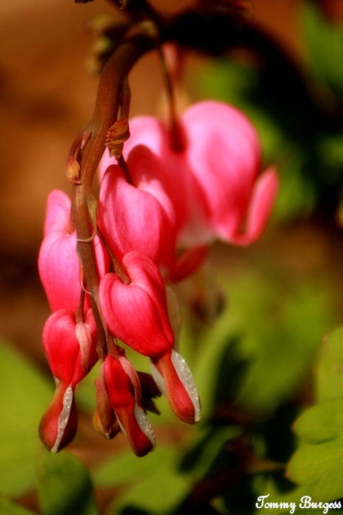 Old Fashioned Bleeding Heart