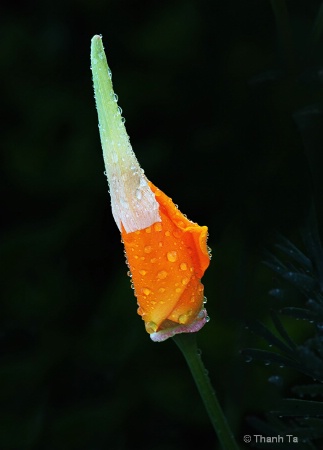 California Poppy