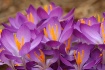 Spring Herald