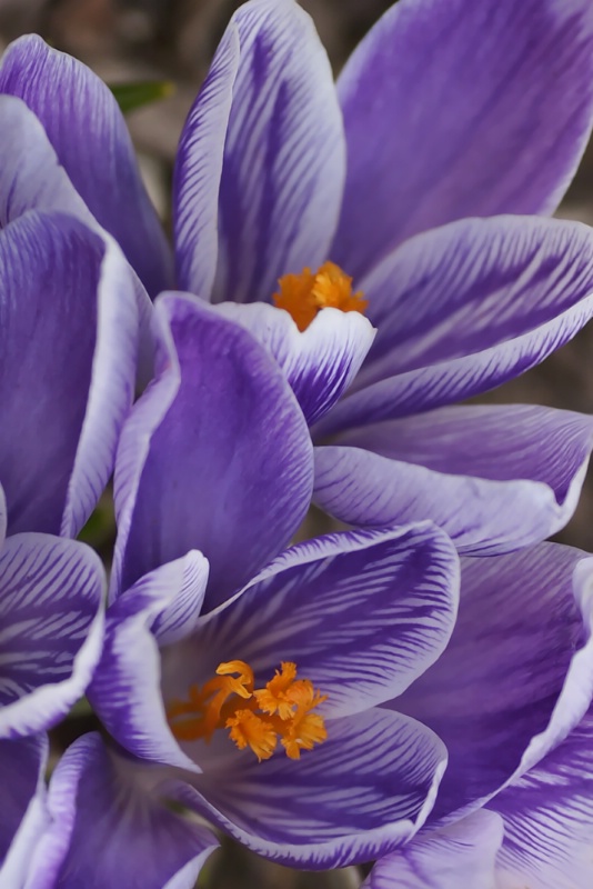 Spring Crocus