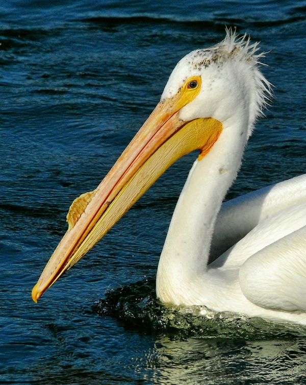 A Pelican Profile - ID: 9952392 © Doug Newman