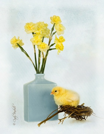 Spring Chick