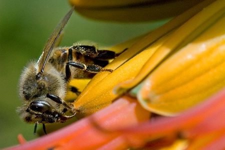 Honey Bee