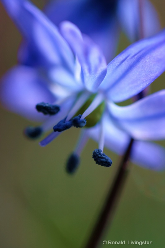 Blue Pollen - ID: 9955884 © Ron Livingston