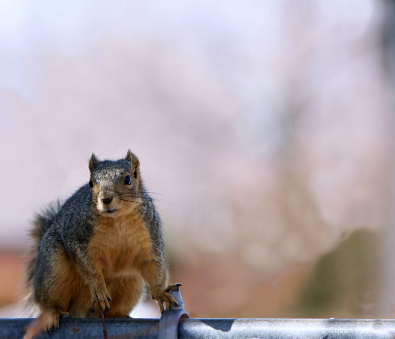 On the Fence