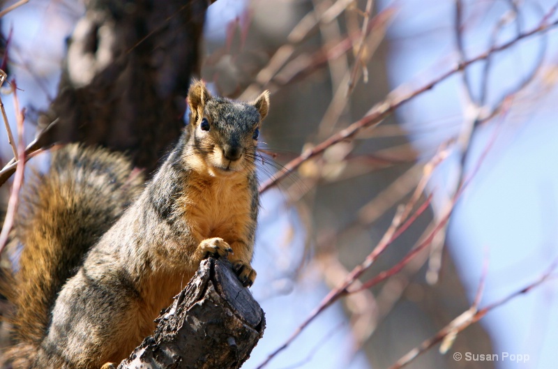 On the lookout