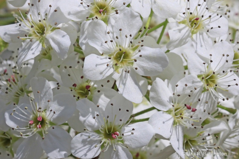 Blossoms - ID: 9957343 © Lisa R. Buffington