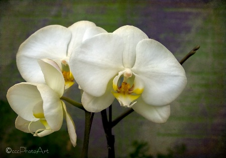 Orchid Garden