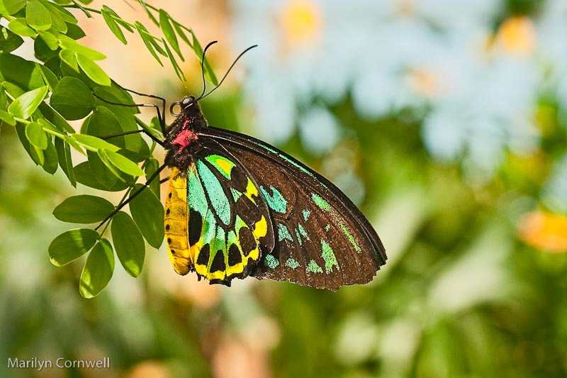 Butterfly in Niagara