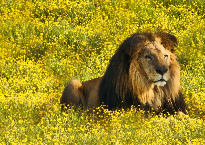 The Golden King, Wildlife Safari-Oregon - ID: 9958771 © Denny E. Barnes